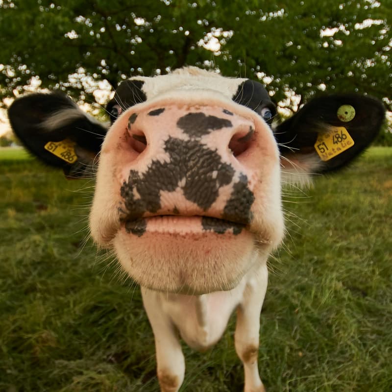 Cover Image for COWCHELLA 🐄🎶✨