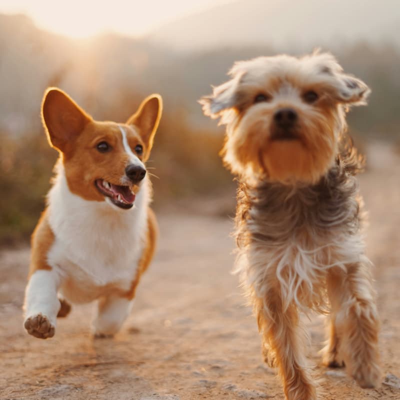 Cover Image for Little Leash Society Puppy Meetup