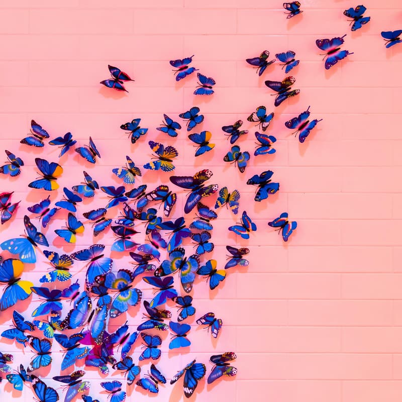 Cover Image for Butterfly Showcase & Conscious Conversations