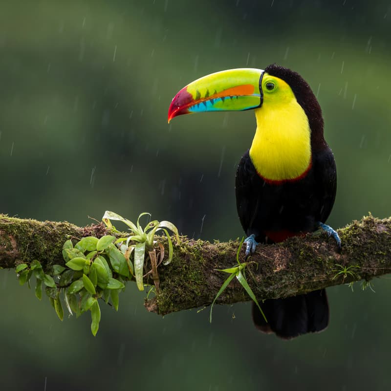 Cover Image for COP28 - Biodiversity, Nature Tech, and Nature as an Asset Class
