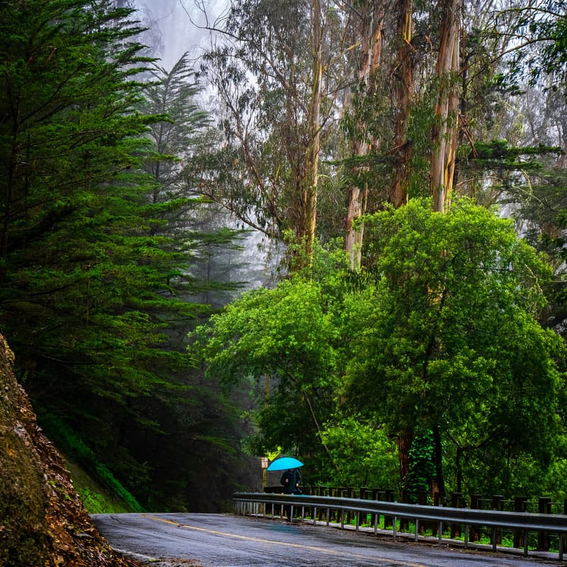 Cover Image for Afternoon hike at Mount Sutro [members & +1s]