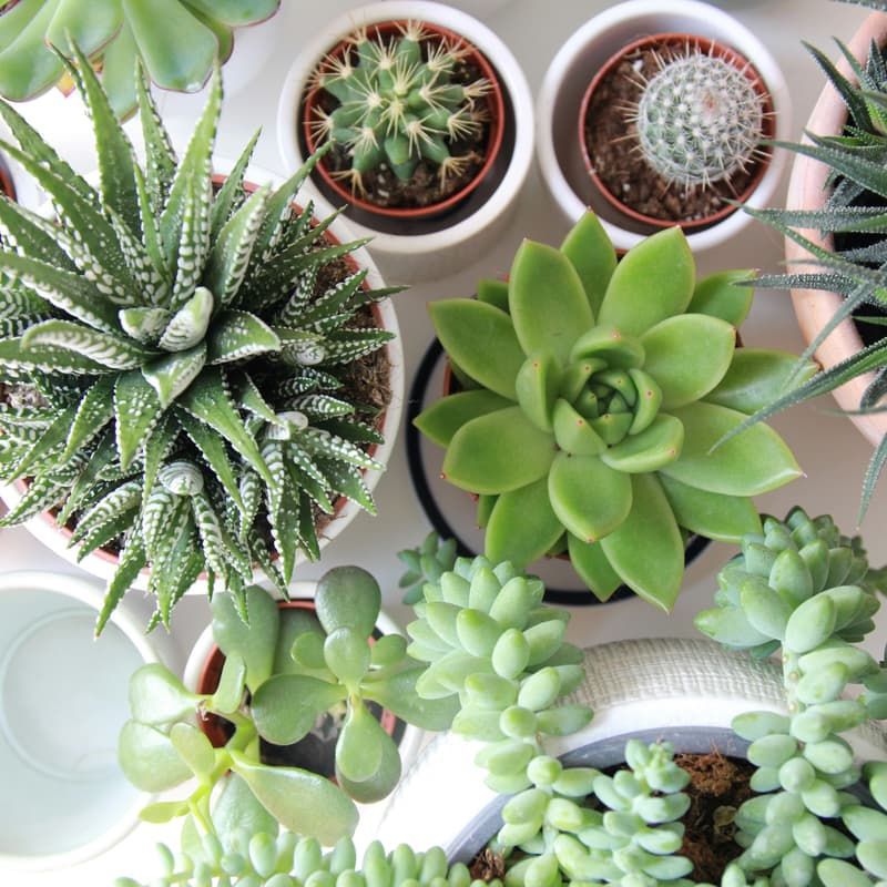 Cover Image for 🪴DIY Mini Succulent Potting