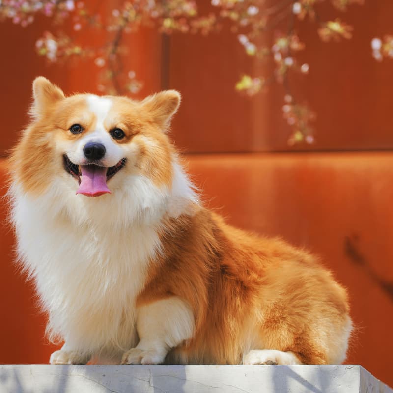 Cover Image for 🐾 Pawlentine’s Day at Chateau Le Woof! 🐾