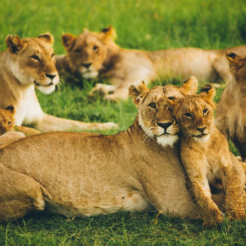 Cover Image for Columbia NorCal Alumni - Coffee with the Lions in SF, Q1 2026