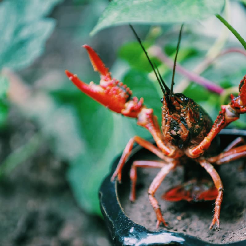 Cover Image for Informal (and unofficial) Openclaw/Clawdbot/Moltbot Co-working and Meetup
