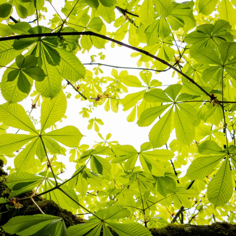 Cover Image for Forest Bathing+ session at Hatfield House