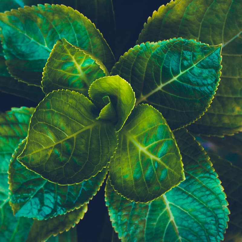 Cover Image for Designing Symbiotic Futures with Carlos Silveira