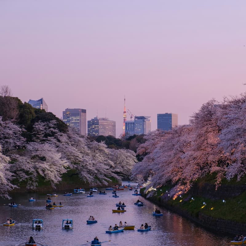 Cover Image for Rucking Tokyo Sakura