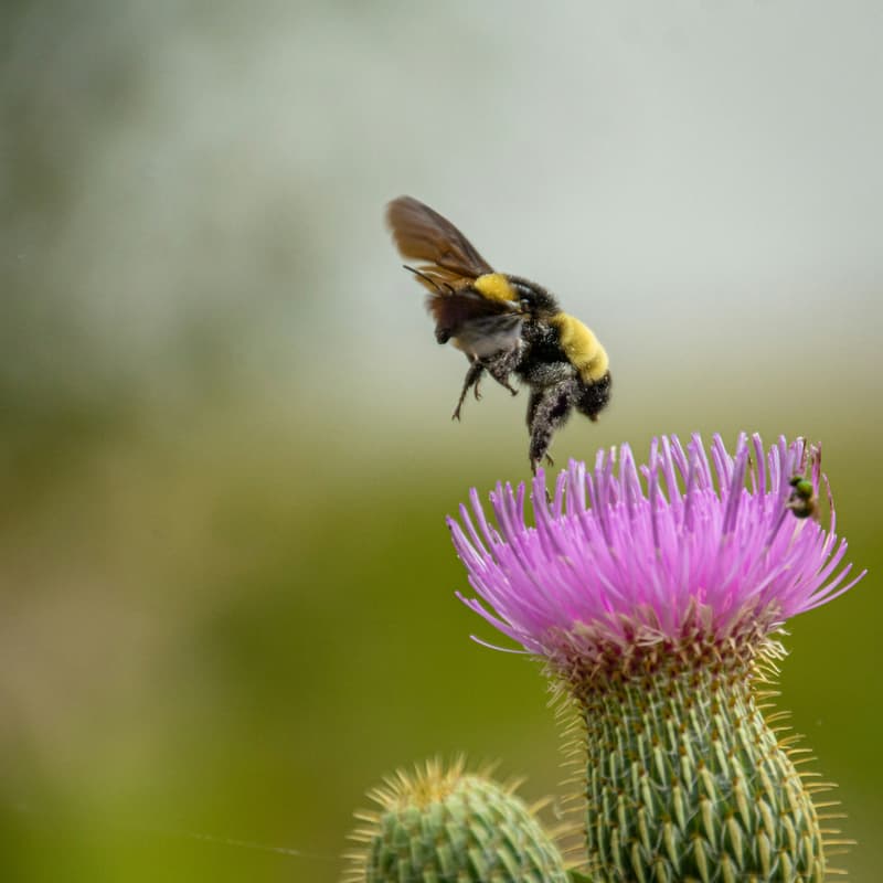 Cover Image for Distributed Systems Reading Group May '24: Beehive