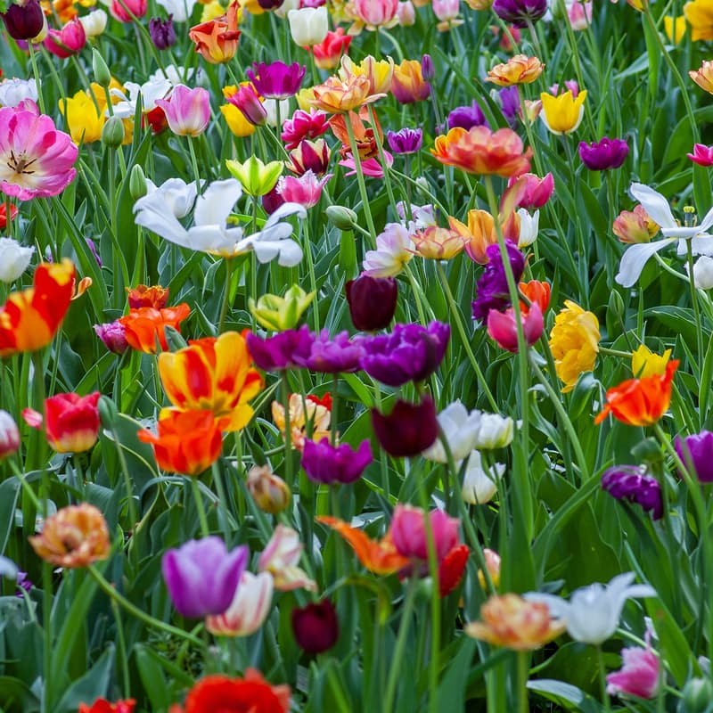 Cover Image for LWVSF member spring fling picnic