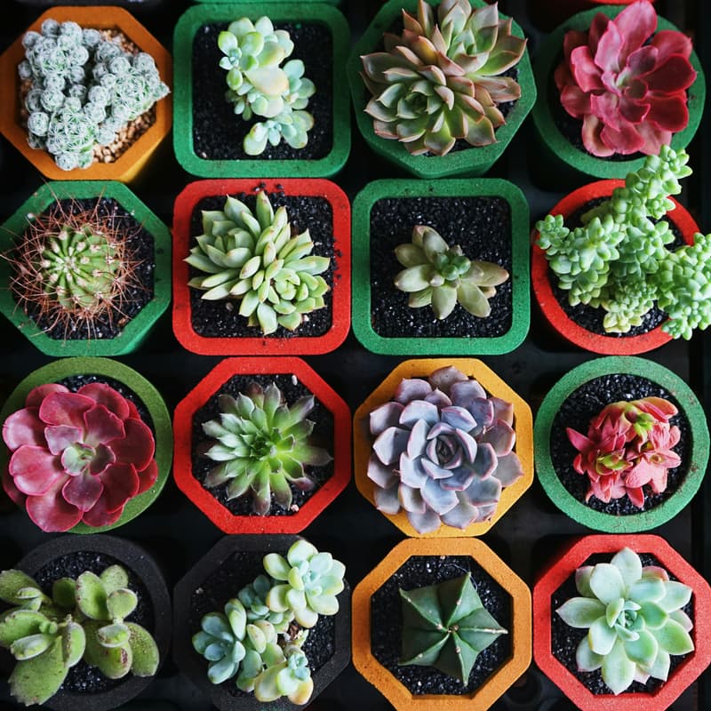 Cover Image for Sesh & Succulents: Painting Class with Solena