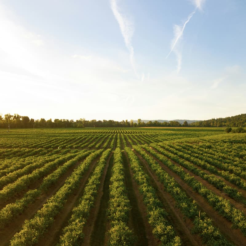 Cover Image for Zawadi Farms - hosted by Salesforce