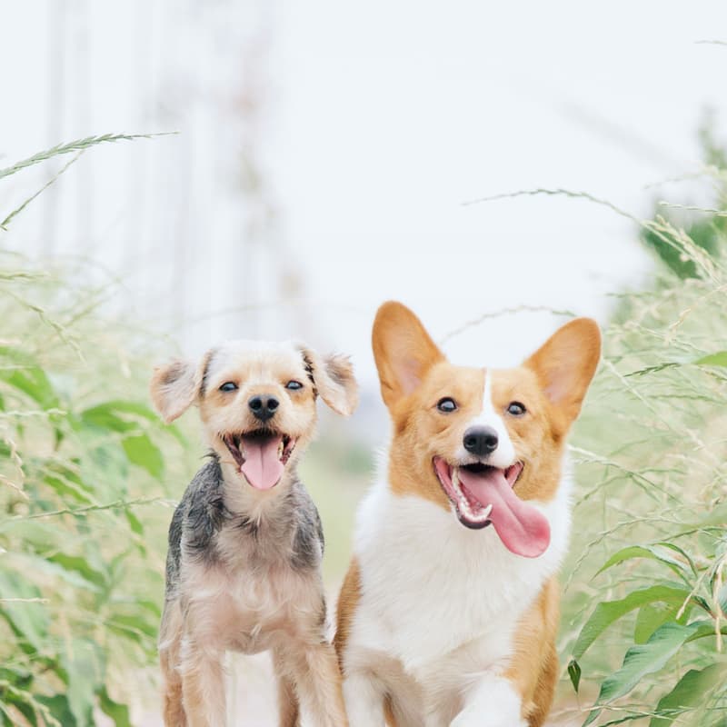 Cover Image for Volunteer Training: Animal Care Centers of NYC at Rose Hill