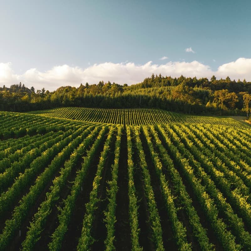 Cover Image for How to build a better food system? · Insights from the Moral Ambition’s Food Transition Fellowship