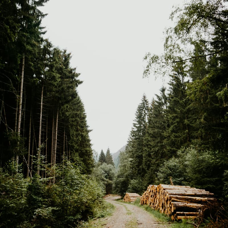 Cover Image for $5M grant awards! Navigating CAL FIRE’s Wood Products and Bioenergy Business and Workforce Development grant program
