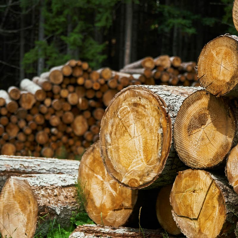 Cover Image for Advancing Wood Procurement in the Public Sector