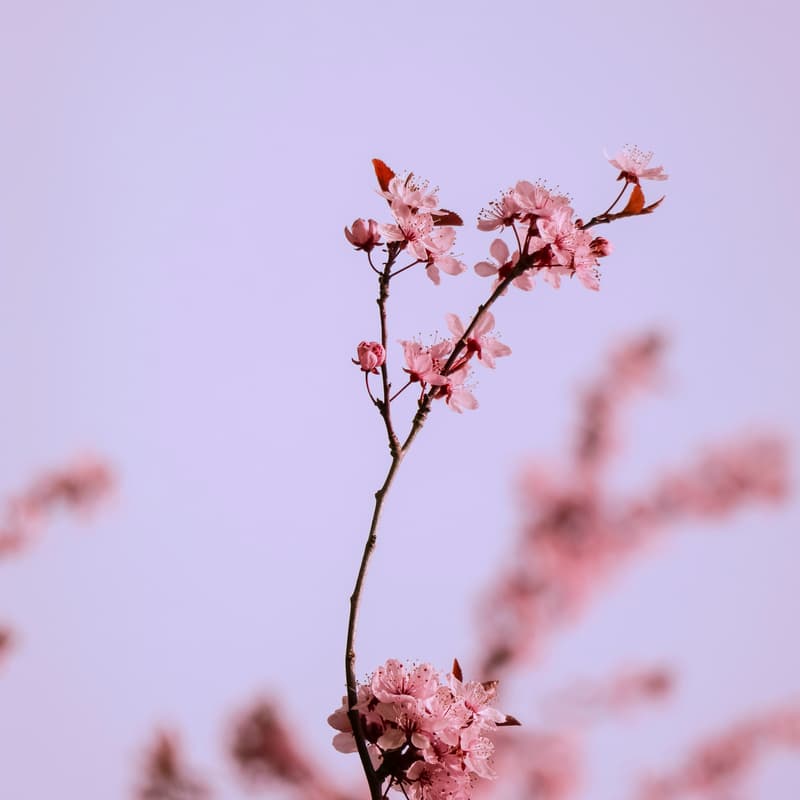Cover Image for 2-day Family Constellations Retreat WITH Kyla For Asian Humans