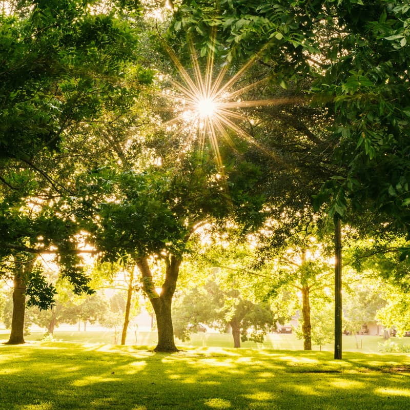 Cover Image for Sonntag im Park
