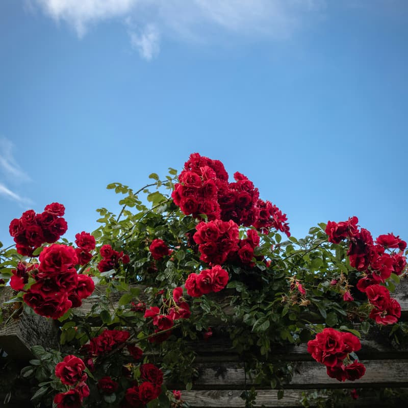Cover Image for Signature Gathering at Oakland Morcom Rose Garden