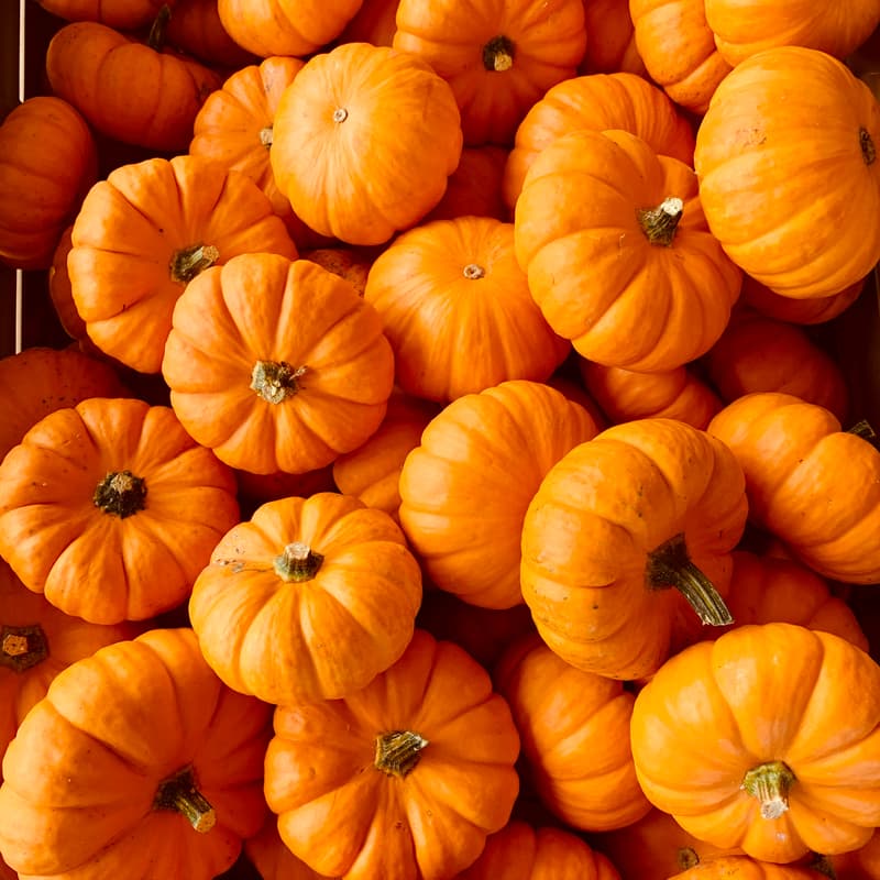 Cover Image for Festa della Zucca