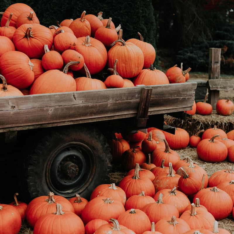 Cover Image for Pumpkin Patch & Corn Maze! (Optional meet up for coffee at Scr3am & Sugar)
