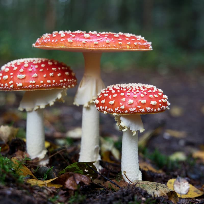 Cover Image for Book Club: The Mushroom at the End of the World