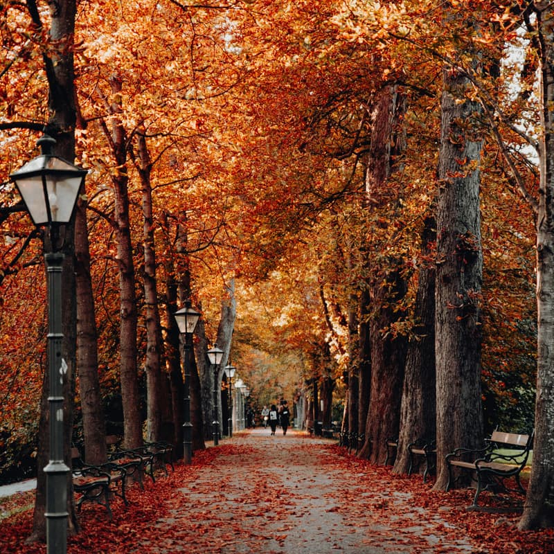 Cover Image for Soul Sessions: The Art of Noticing 🍂📸