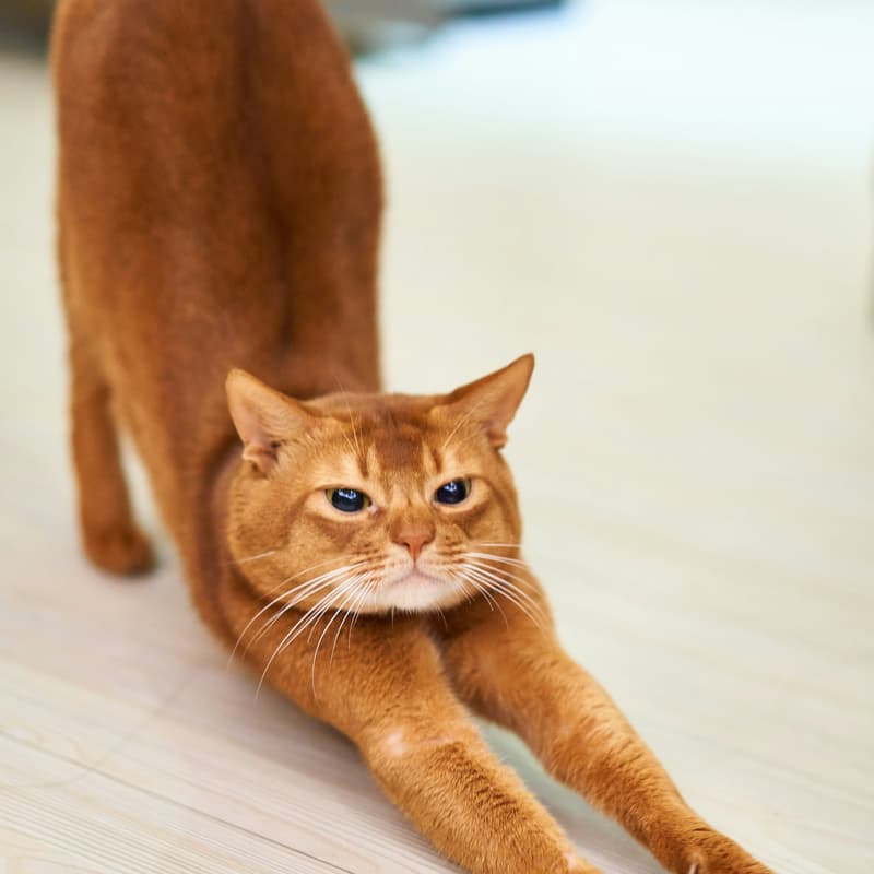 Cover Image for Stretching & Mobility Class