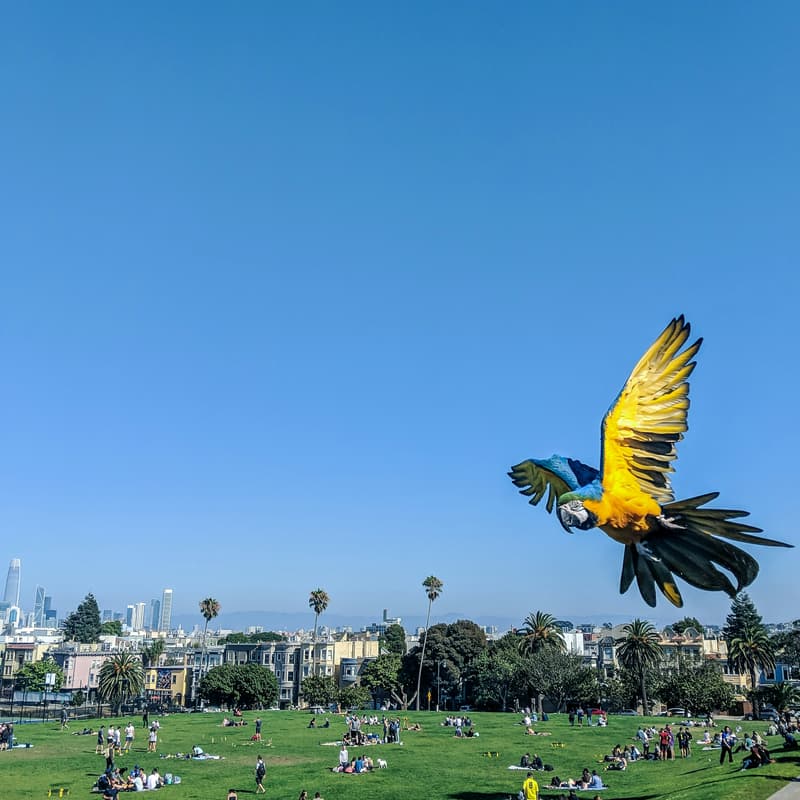 Cover Image for AI Friends @ Dolores Park (pre Neurips gathering)