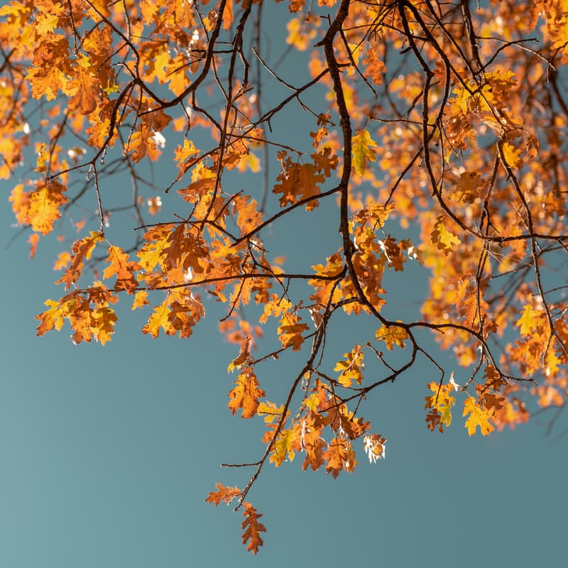 Cover Image for Autumn Wreath Masterclass