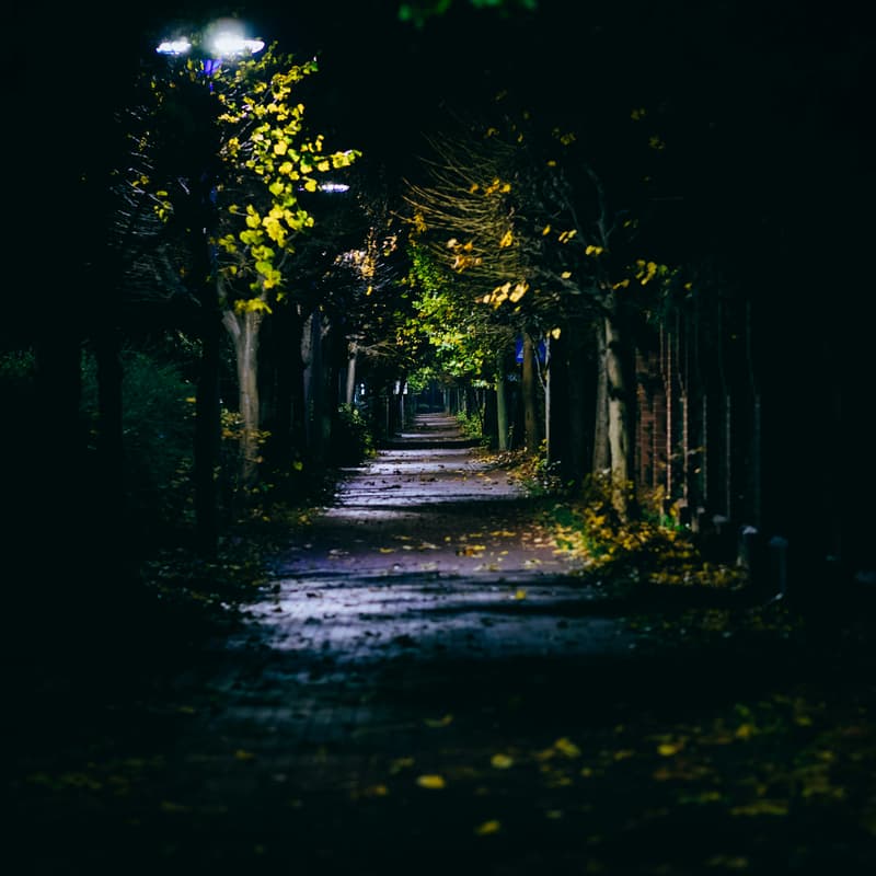 Cover Image for Evening Walk