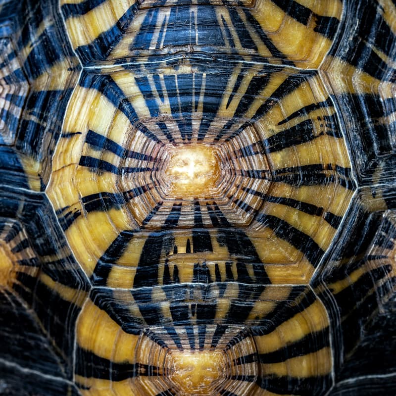 Cover Image for Renew Your Vibe: Energy Mentorship, Q3 2026