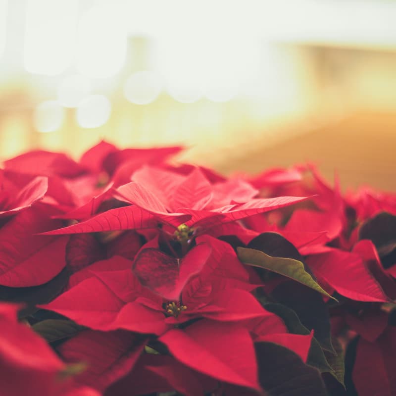 Cover Image for Bloom & Grow December