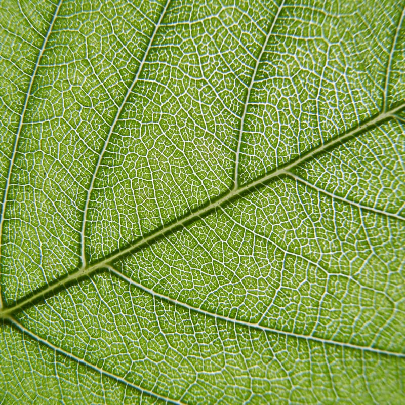 Cover Image for Oslo Innovation Week: Innovating with Nature - How to feed a growing population?