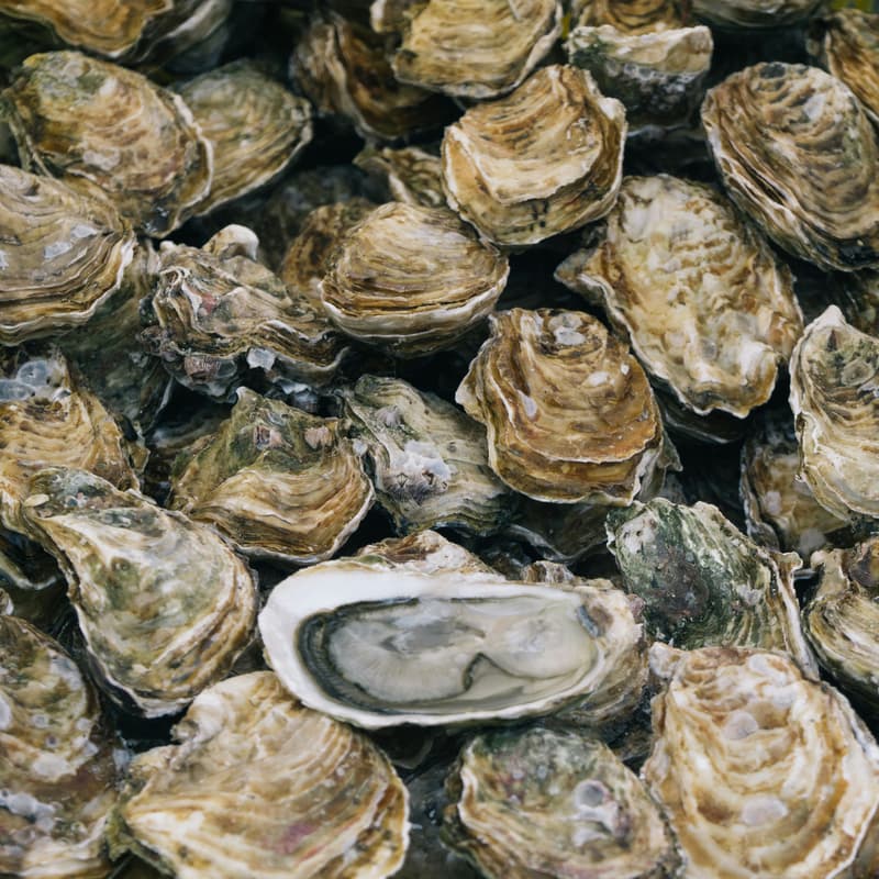Cover Image for Oysters & the Archive: The Legacy of Black Foodways and Entrepreneurship in Brooklyn