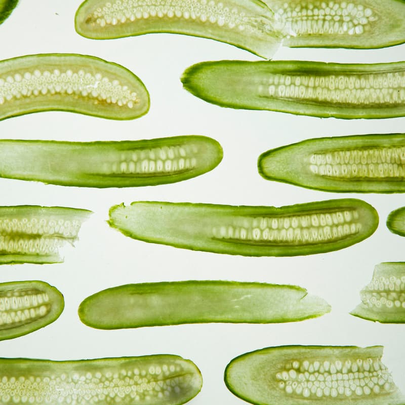 Cover Image for Pickle Fest