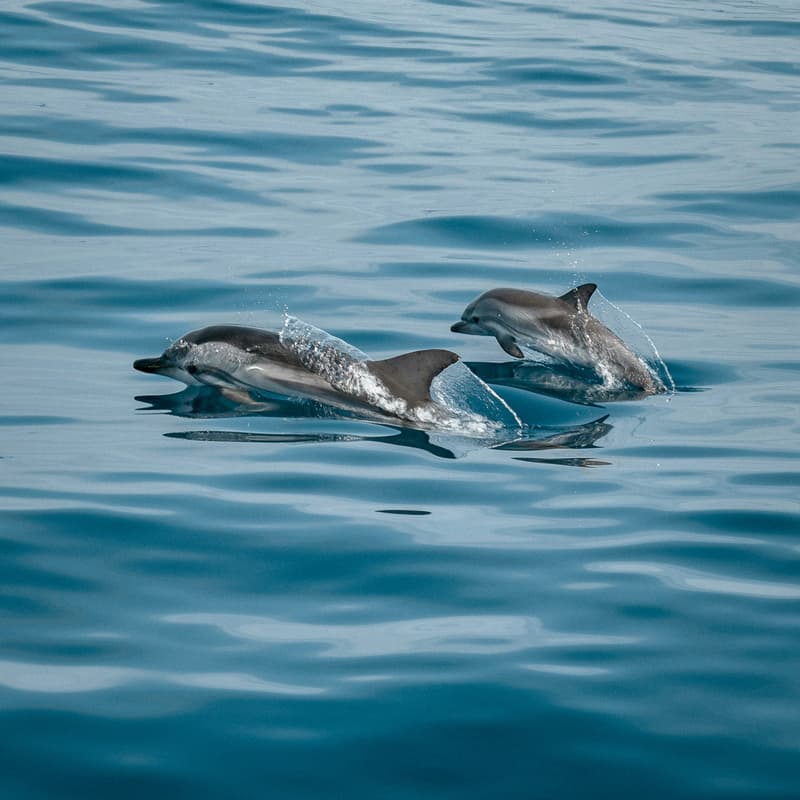Cover Image for The Nature Story Lab: Marine Mammal Edition