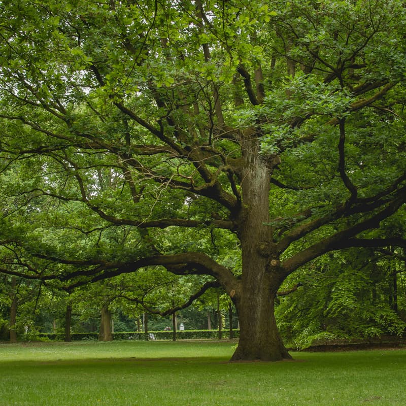 Cover Image for District H Neighborhood Resilience
