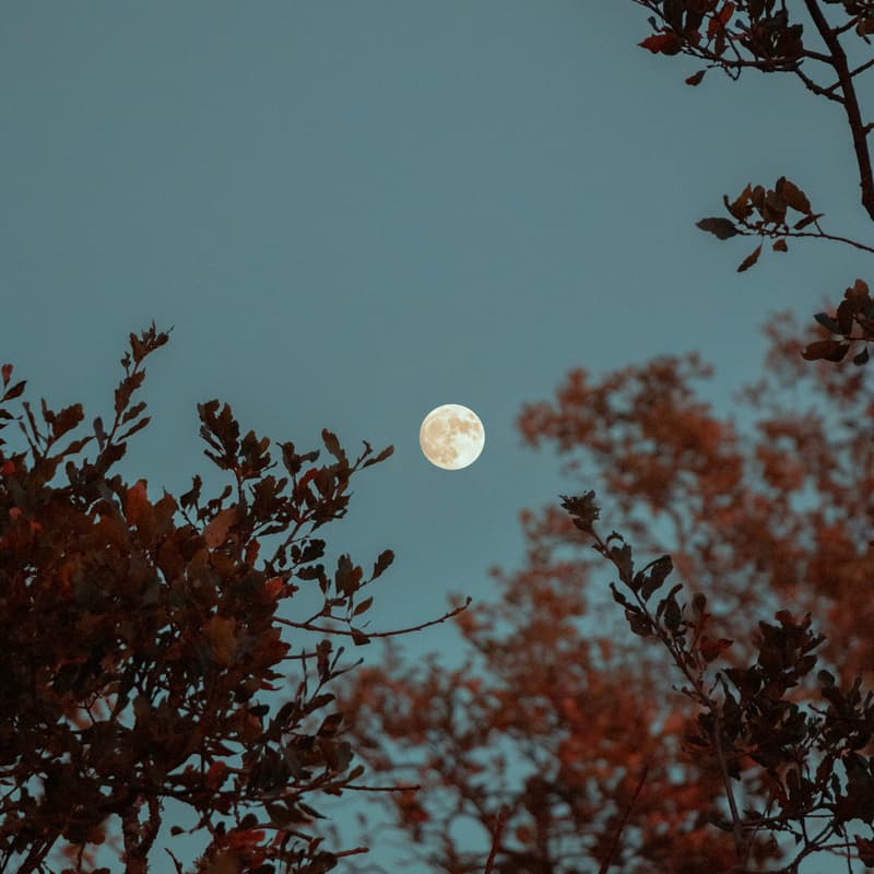 Cover Image for Homebody Breathwork ✦ Full Moon in Taurus