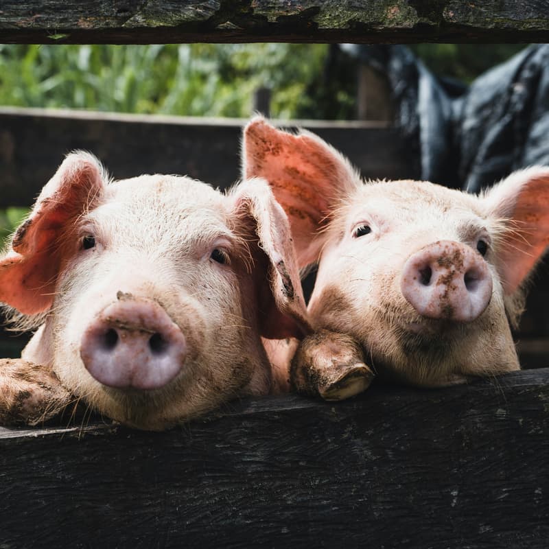 Cover Image for The Pigs: A New Play