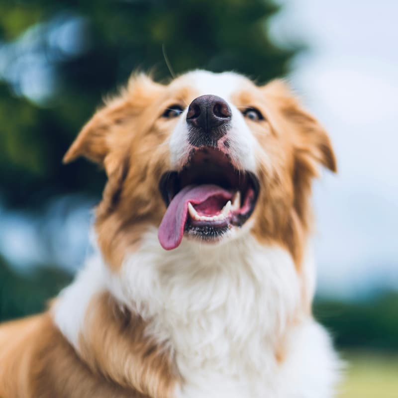 Cover Image for Preventative Care Day 🐶 Free toothbrushing for Dogs 🦷 with Canos (YC F26) & Togo Vet