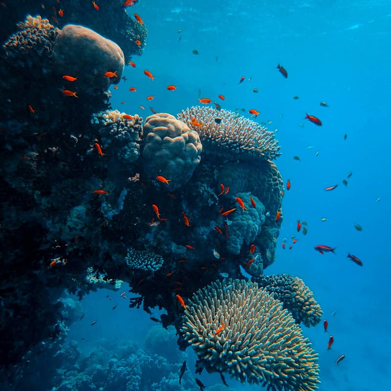 Cover Image for Marine Carbon Dioxide Removal Explained: Potential Ocean-Climate Solutions, Risks, and Community Considerations