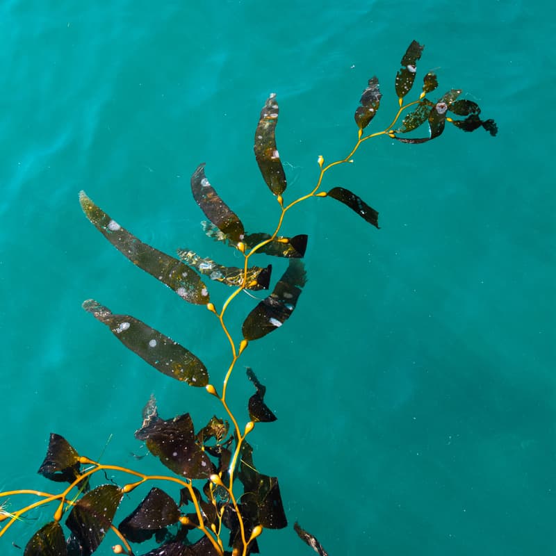 Cover Image for Advancing Ocean Innovation: Seaweed Stories Film Screening (hosted by CapShift, Lonely Whale & Re:wild)