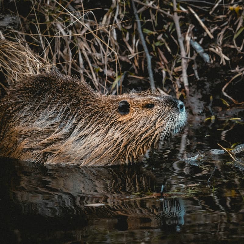Cover Image for Stewardship Collective Practice: Beaver & Salmon Visit