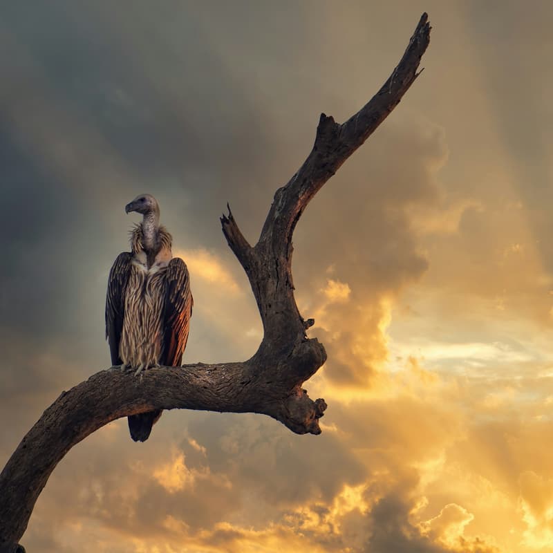 Cover Image for Culture Vultures Kickoff