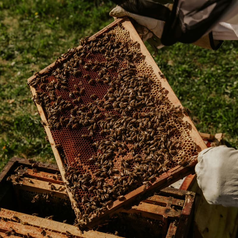 Cover Image for Introduction to Beekeeping - with Kamiti