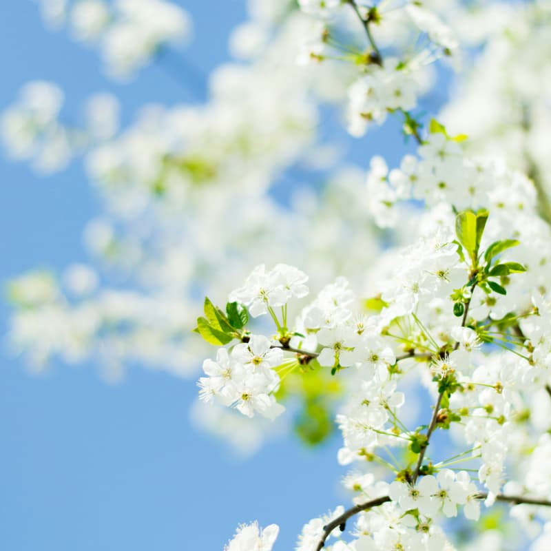 Cover Image for Scent Match: Spring Flowers