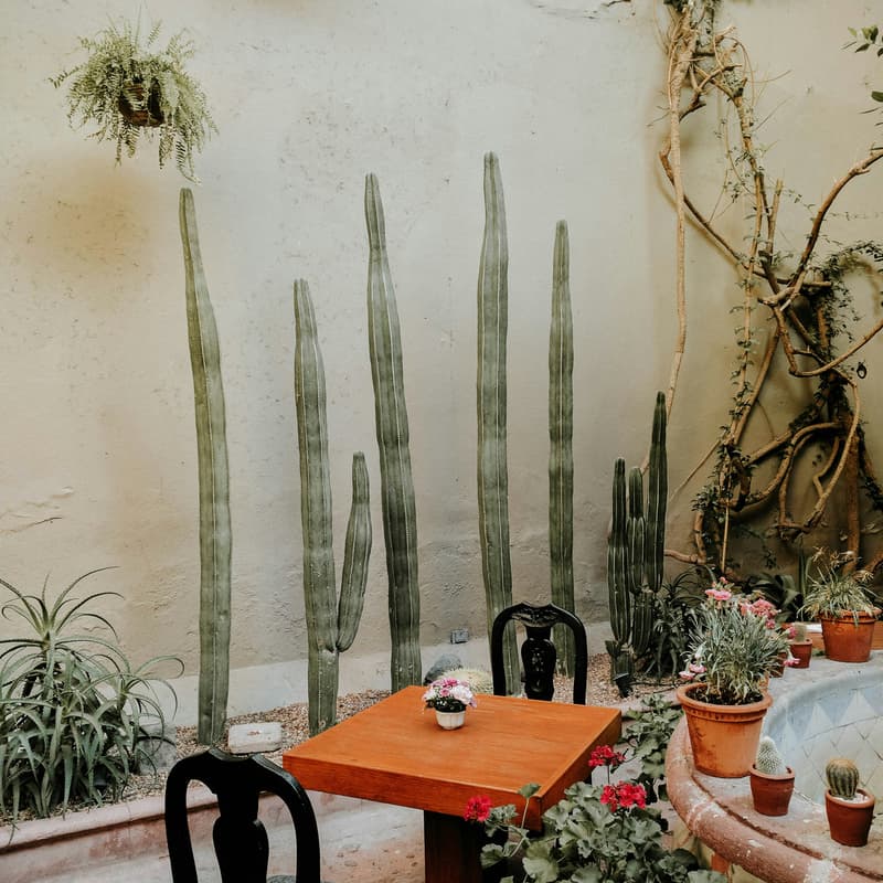 Cover Image for Breathwork and Mexican Brunch with Special guest speaker - Mezcalito, Chelsea