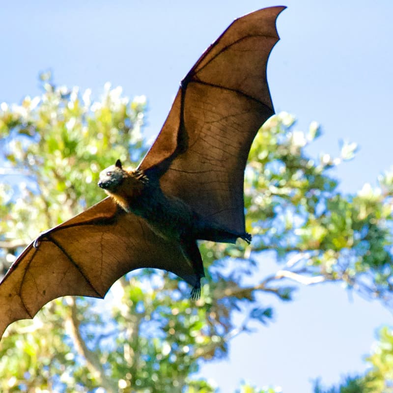 Cover Image for Brunch for the Bats