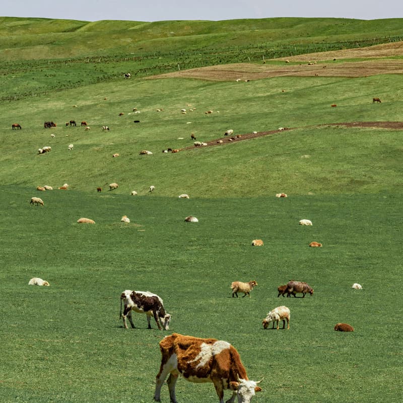 Cover Image for Advancing Global Action on Agricultural Methane: Delivering for Farmers, Food Systems, and Climate